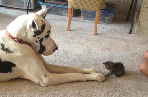 貓狗一起養(yǎng)的幾大好處,鏟屎官都懂,可就是花費(fèi)太大了!