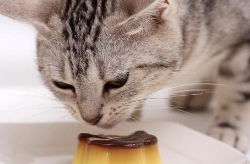 貓咪被嚇著以后,鏟屎官別坐視不管,有這4種安撫方式