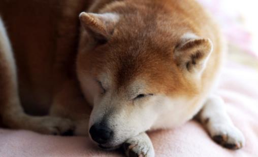 狗狗多大開始訓練？基礎訓練三個月開始