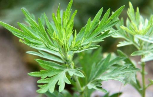 長期點(diǎn)蚊香的危害 避免蚊香帶來危害的方法