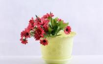 ?養花時花盆大小和深淺的選擇 教你在養花路上少走彎