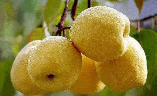 口臭對(duì)生理和心理有著雙重打擊 能緩解口臭的食物