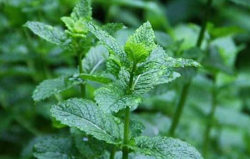 一點薄荷從舌尖清涼到腦子里 薄荷的功效與作用