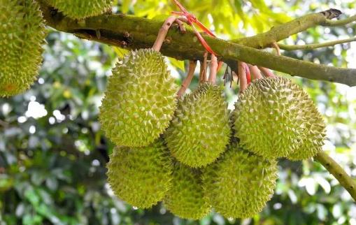 吃完榴梿，殼莫丟，有大妙用