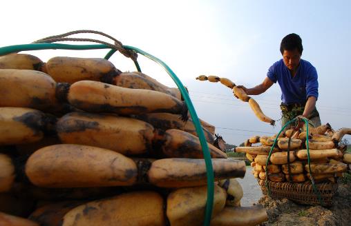 挑選蓮藕,這三種情況不能要