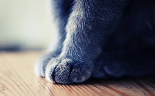 扒一扒貓爪的小秘密 殺機藏在肉墊里