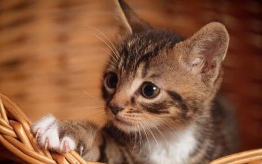 扒一扒貓爪的小秘密 殺機藏在肉墊里