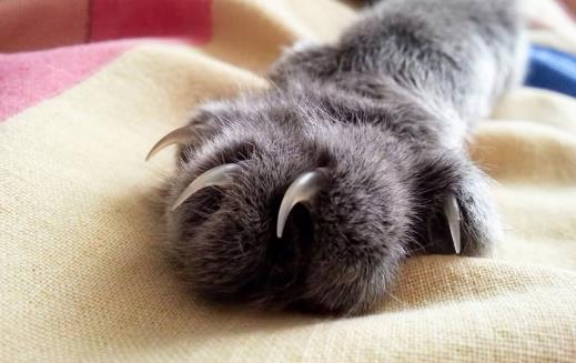 扒一扒貓爪的小秘密 殺機藏在肉墊里