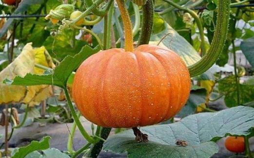 想要健腦就要吃健腦的食物 十大健腦補腦食品