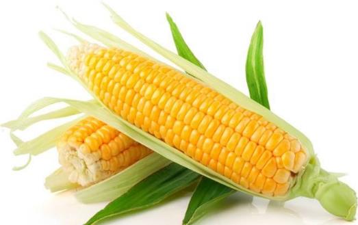 想要健腦就要吃健腦的食物 十大健腦補腦食品