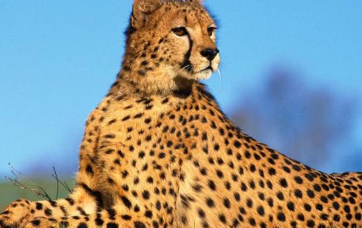 豹子小身軀有著大能量 關于豹子的冷知識