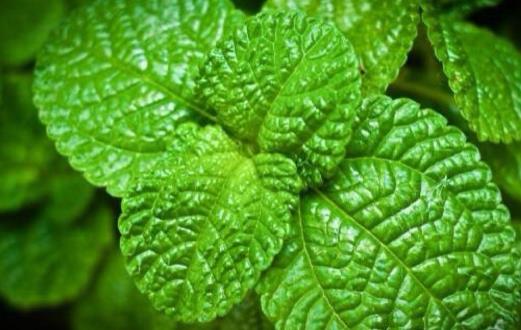 對身體有益的香味食物 薄荷能夠減輕頭痛提高反應力