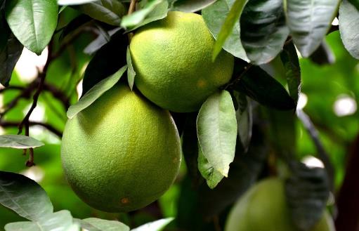 柚子皮的生活小妙用及藥用價值 用于驅(qū)逐蚊蟲效果好