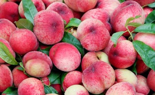 “果中皇后”營養又美味，還能降壓抗疲勞