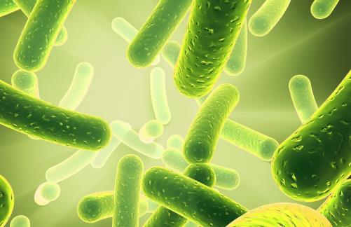 益生菌或解開長壽密碼 補充益生菌可長壽