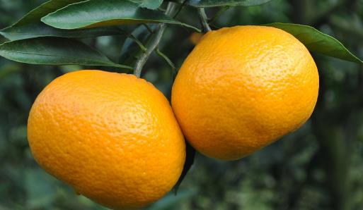 橘子全身都是寶,運(yùn)脾祛濕效果好!