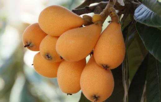 夏天的當令水果枇杷 中藥師推薦枇杷的吃法