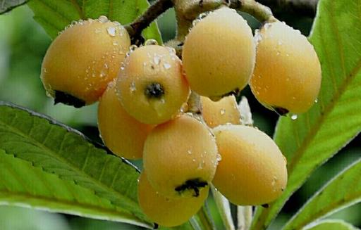 夏天的當令水果枇杷 中藥師推薦枇杷的吃法