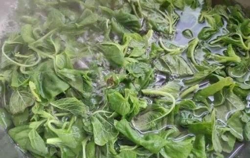 野菜的錯誤認識 過量食用或許反而危害健康