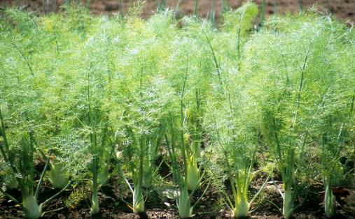 茴香價格便宜，營養并不少，可是營養師提醒，用茴香做餡