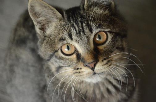 貍花貓會(huì)自己挑選主人 貍花貓幼貓成貓喂養(yǎng)指南