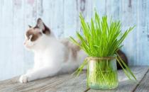 只知貓草能吐毛球可就落伍了 常見的貓咪食用植物
