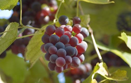 吃這幾種水果,比吃肉還容易胖,可有人不懂,還用它們來(lái)