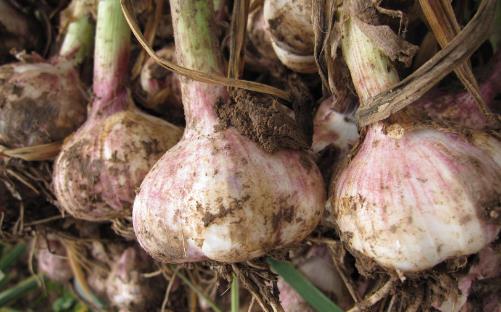 大蒜放久之后腐爛、發(fā)芽不能吃，教你一招，讓大蒜3個(gè)月不