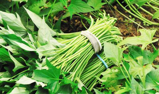 如何給身體清理垃圾？推薦幾種排毒蔬菜