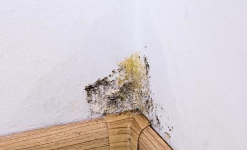 墻壁發霉怎么辦 四招幫你趕走頑固霉斑