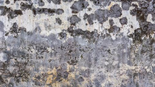 墻壁發霉怎么辦 四招幫你趕走頑固霉斑