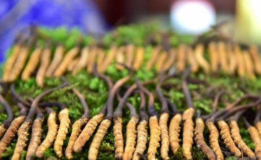 從中西角度談冬蟲夏草功效 冬蟲夏草雖好但亂吃不見效