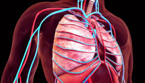 讓衰老器官逆生長 器官衰老時間表別再等壞了再保養