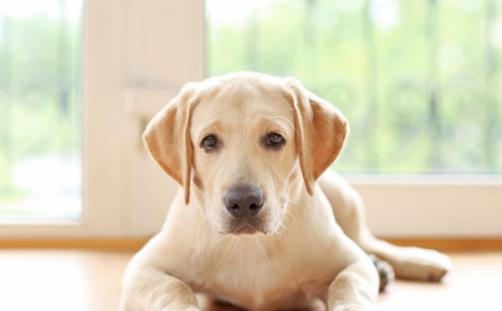 怎樣訓(xùn)練狗狗上廁所？訓(xùn)練狗狗定點(diǎn)大小便方法！