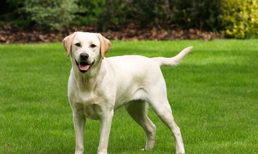 怎樣訓(xùn)練狗狗上廁所？訓(xùn)練狗狗定點(diǎn)大小便方法！