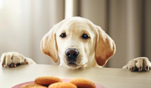 怎樣訓(xùn)練狗狗上廁所？訓(xùn)練狗狗定點(diǎn)大小便方法！