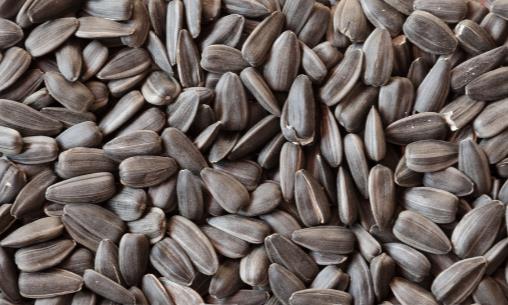 每天一把葵花子 營養豐富抗皮膚老化