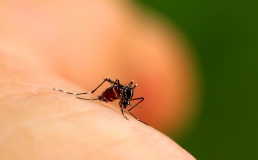 比較容易招蚊子的人群揭秘