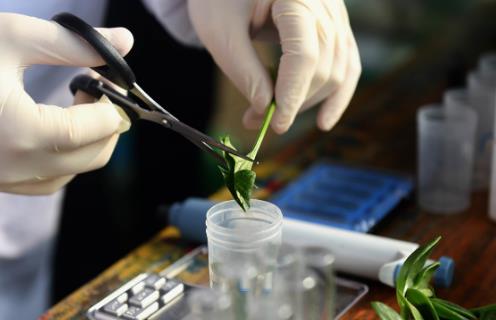 洗蔬菜水果時(shí)如何去掉農(nóng)藥殘留