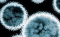 超級真菌可稱為暴發性流行 應對超級真菌的三種方式