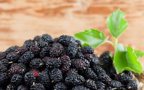 平時喝黑桑葚汁有這些好處 你一定要知道