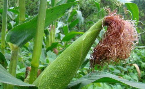 吃玉米，大家都愛光煮玉米，把玉米須扔掉。專家指出，這