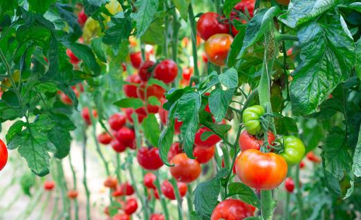 被列入黑名單的水果 能預防腫瘤發(fā)生的6類食物
