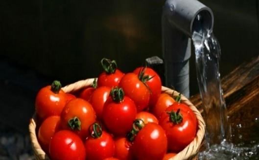 挑選西紅柿 告訴你四招識別催熟西紅柿