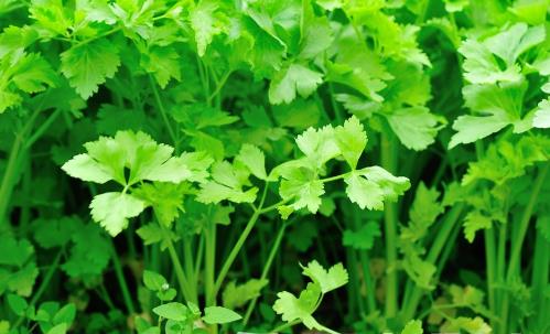 香菜的營養價值 這類人不能吃香菜