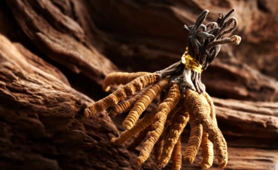 冬蟲夏草怎么吃最好