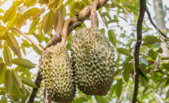 常吃榴蓮滋陰壯陽增強免疫力 但榴蓮不可以與可樂同食