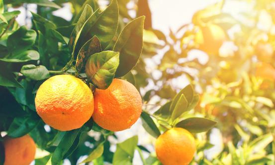 有治病功效的12種菜果皮 千萬別錯過了