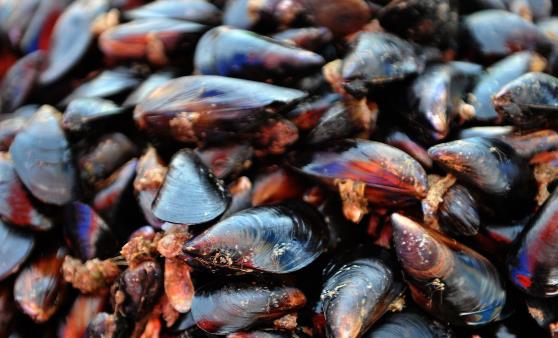 它被稱“海雞蛋”，營養豐富，味道鮮美，價格還便宜，遇到別錯過