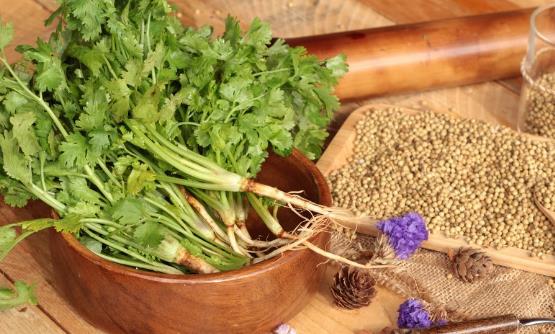 香菜適合秋冬感冒多發季食用 但這幾種人吃卻是沒病找病